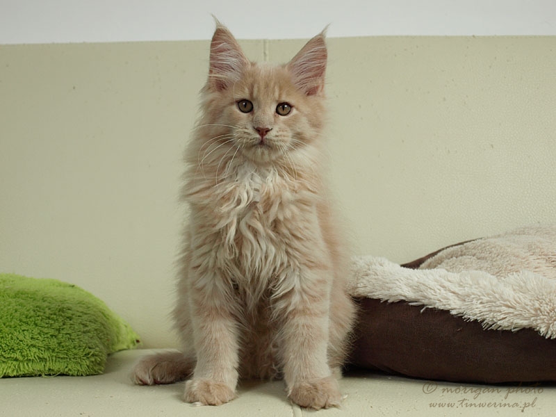 kocięta maine coon