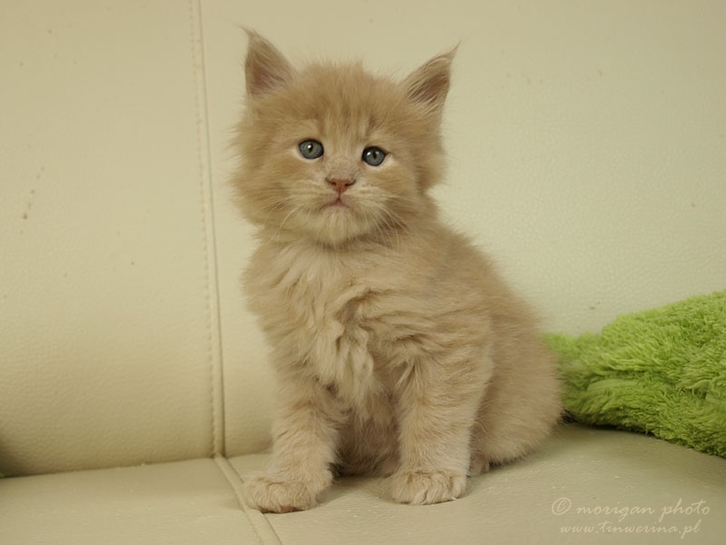 kocięta maine coon