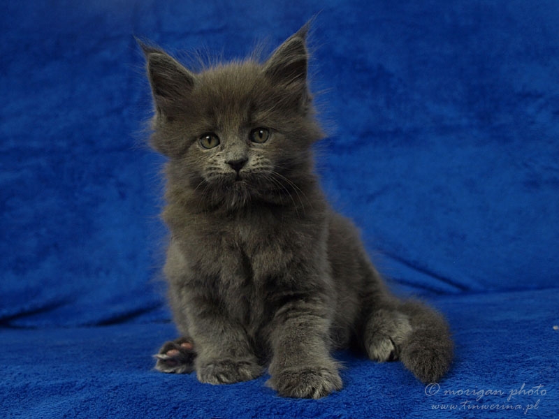 kocięta maine coon