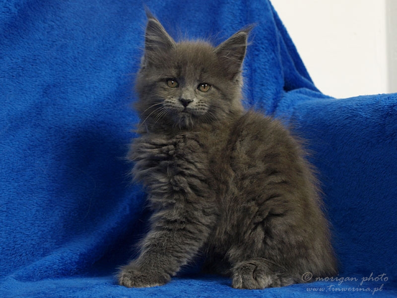 kocięta maine coon