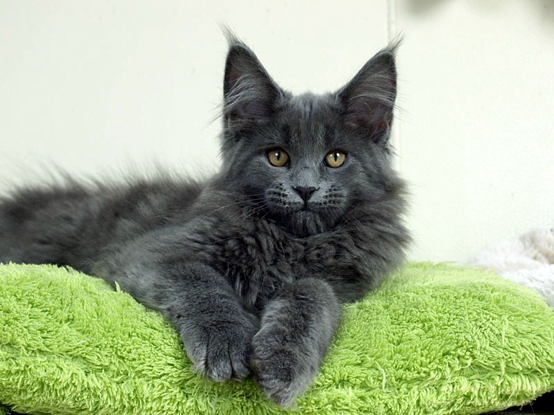 kocięta maine coon