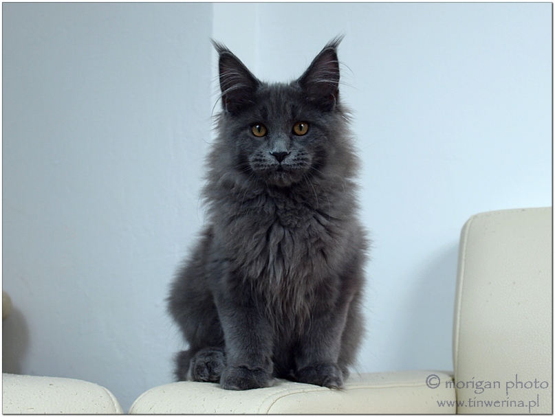 kocięta maine coon