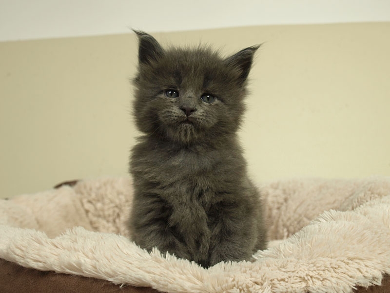 kocięta maine coon