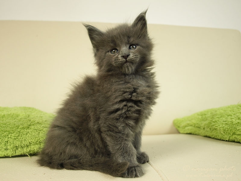 kocięta maine coon