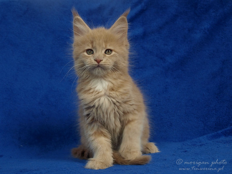 kocięta maine coon