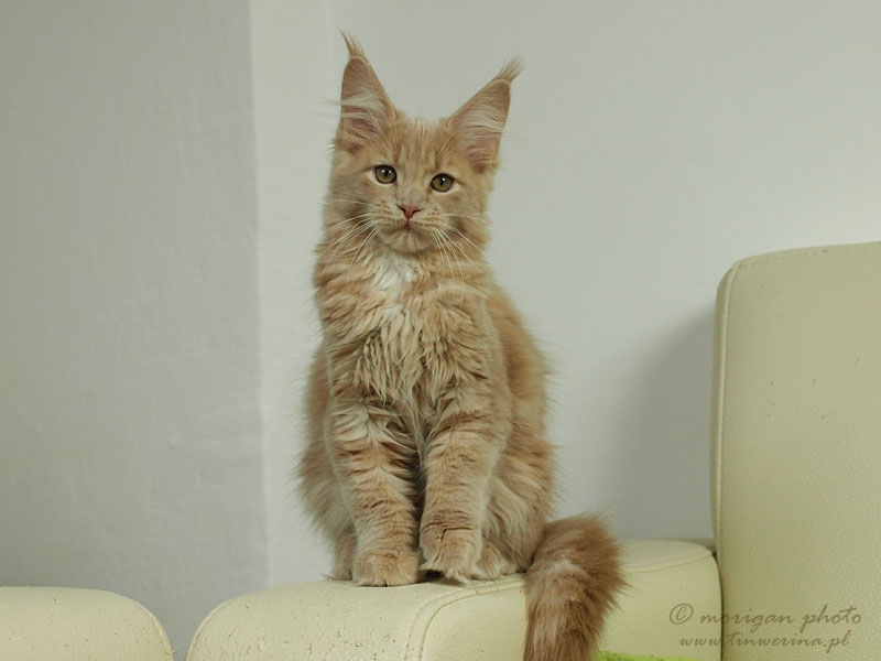 kocięta maine coon