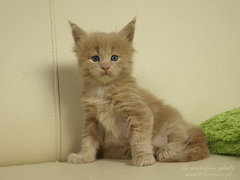 kocięta maine coon