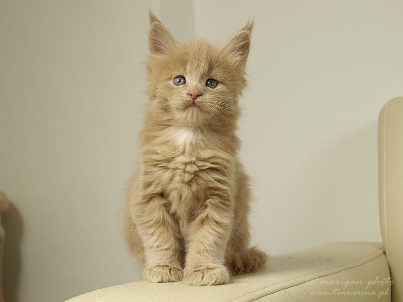 kocięta maine coon