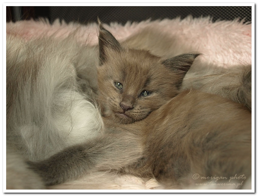 kocięta maine coon