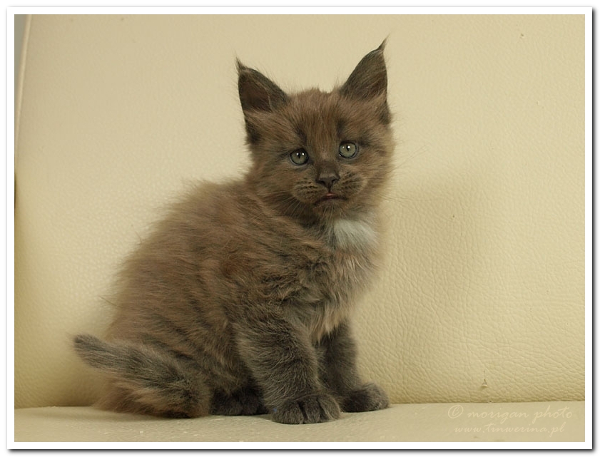 kocięta maine coon