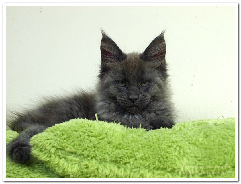 kocięta maine coon