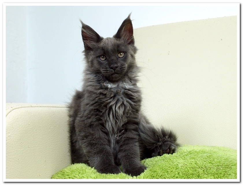 kocięta maine coon