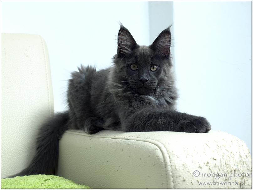 kocięta maine coon