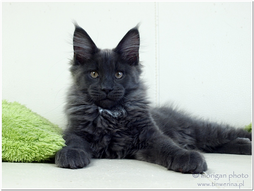 kocięta maine coon