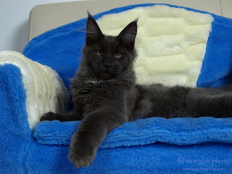 kocięta maine coon