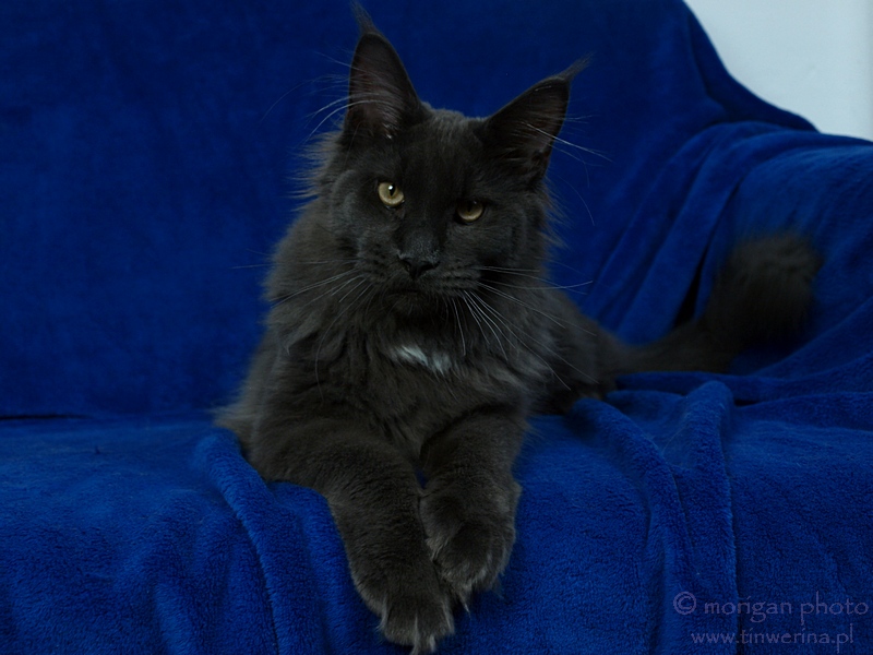 kocięta maine coon