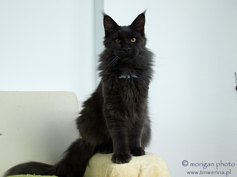 kocięta maine coon