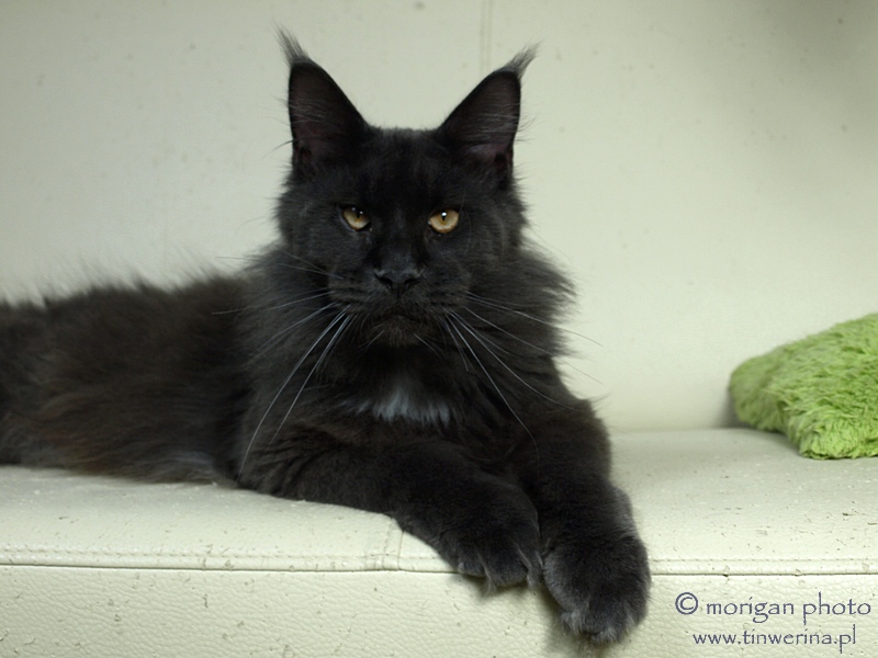 kocięta maine coon