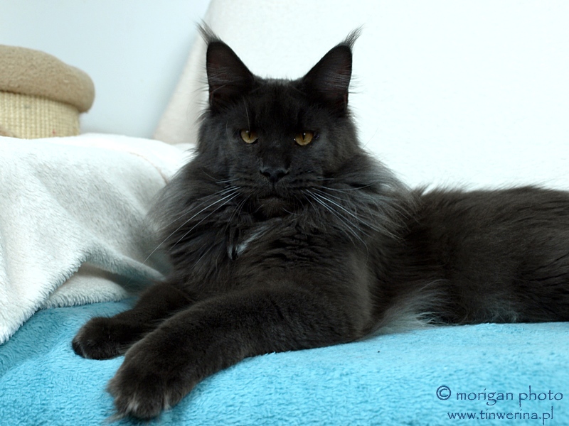 kocięta maine coon