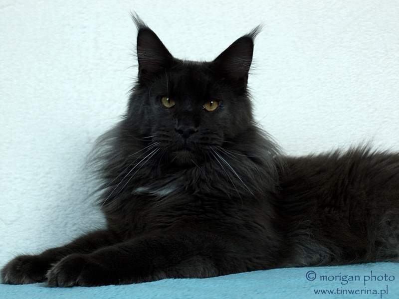 kocięta maine coon