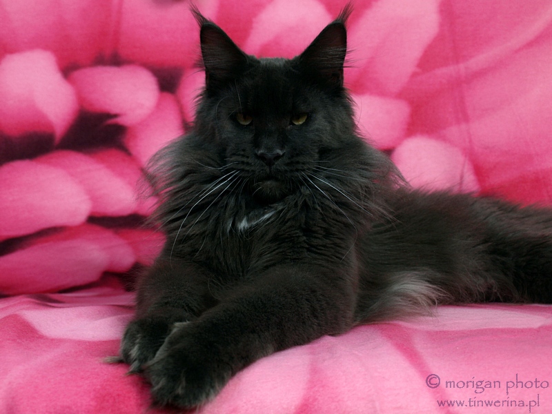 kocięta maine coon
