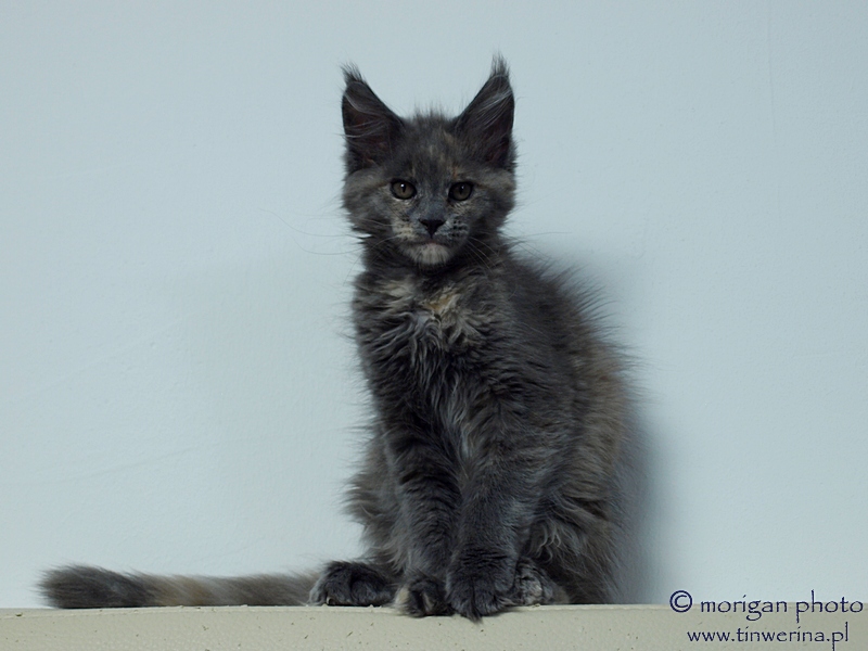 kocięta maine coon
