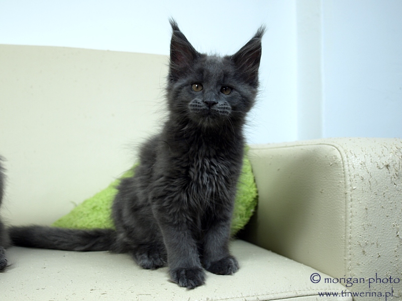 kocięta maine coon