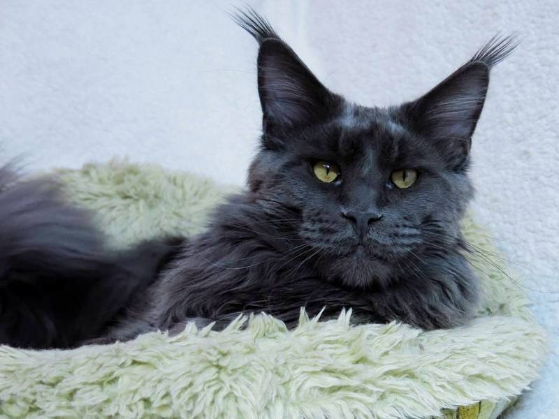 kocięta maine coon