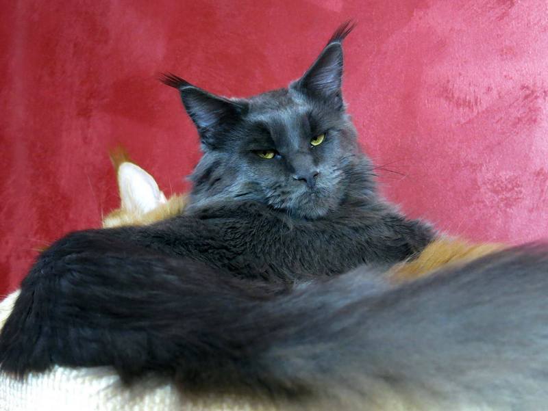 kocięta maine coon