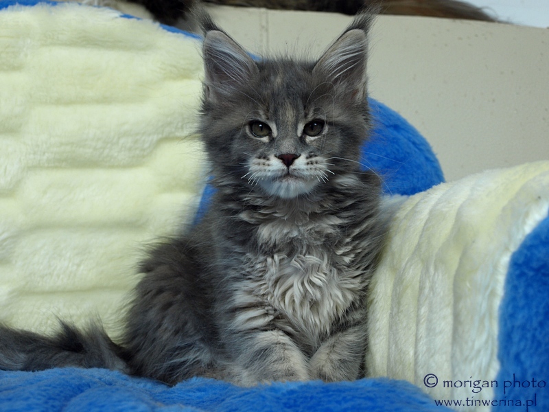 kocięta maine coon