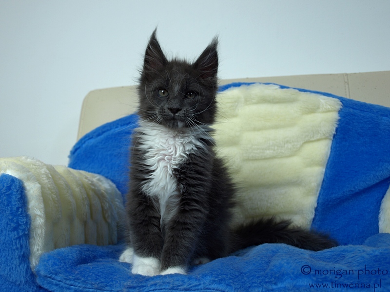 kocięta maine coon