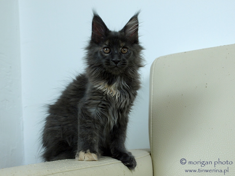 kocięta maine coon