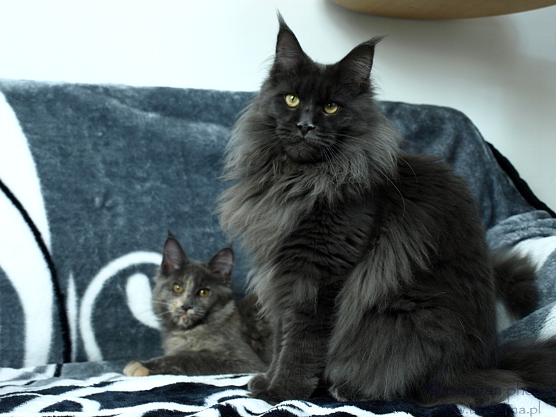 kocięta maine coon