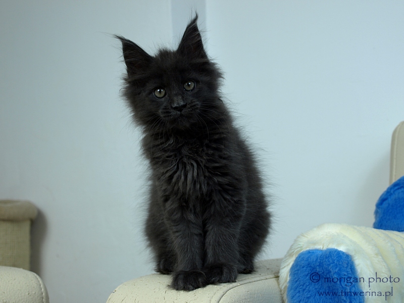 kocięta maine coon