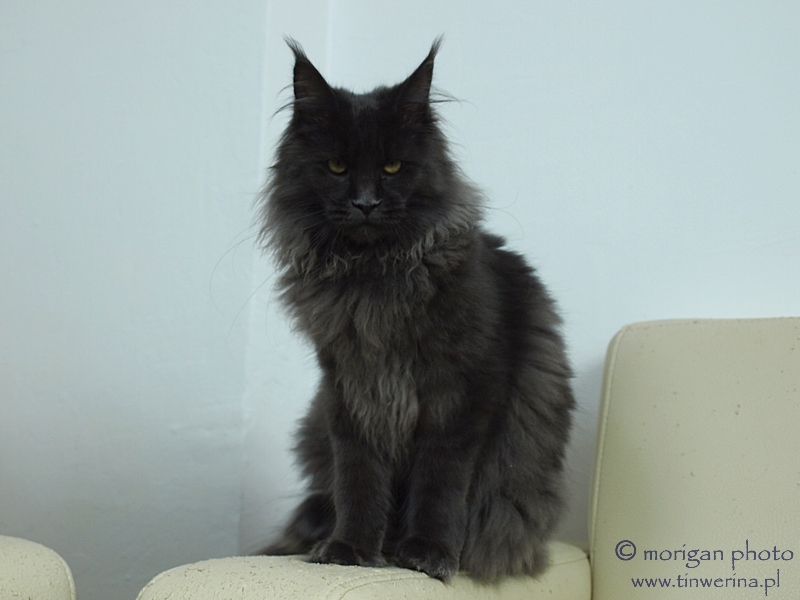 kocięta maine coon