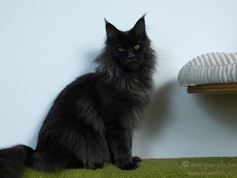 kocięta maine coon