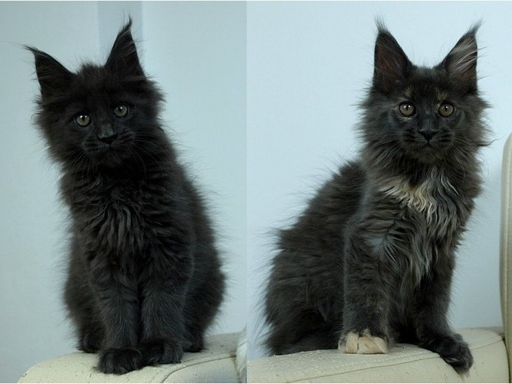 kocięta maine coon