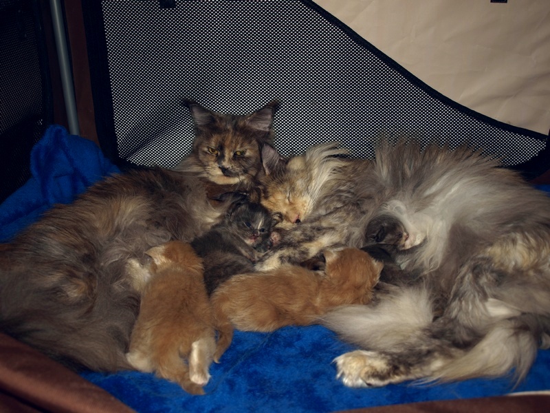 kocięta maine coon