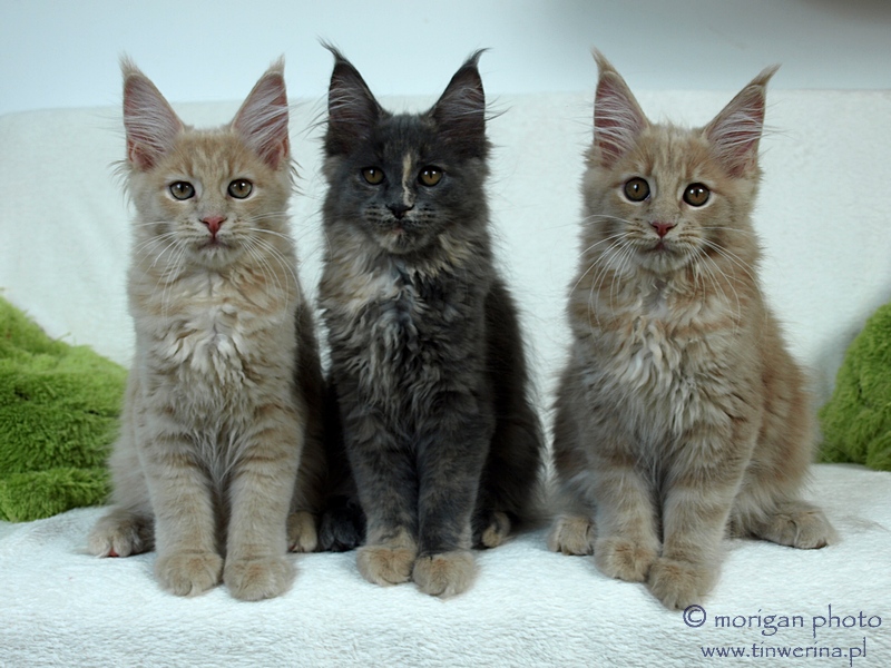 kocięta maine coon