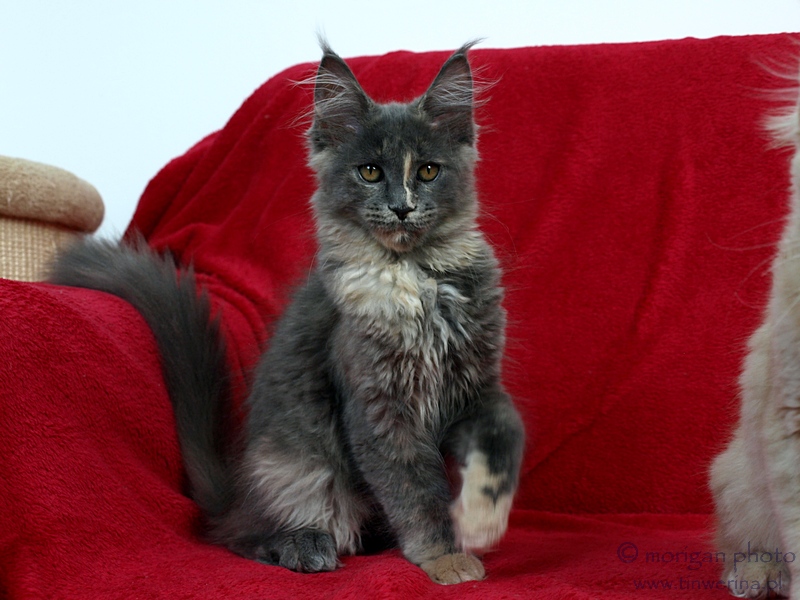 kocięta maine coon