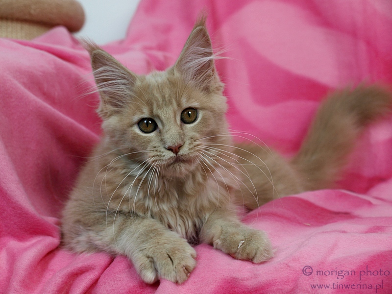 kocięta maine coon