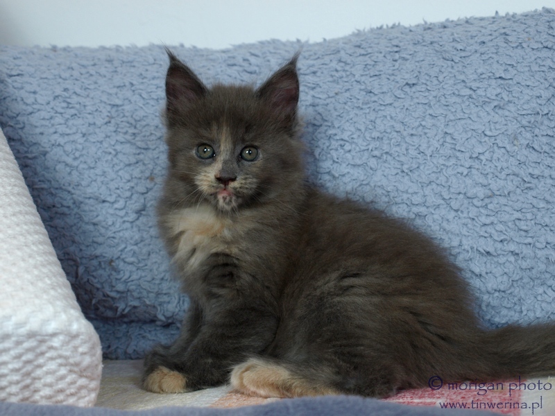 kocięta maine coon