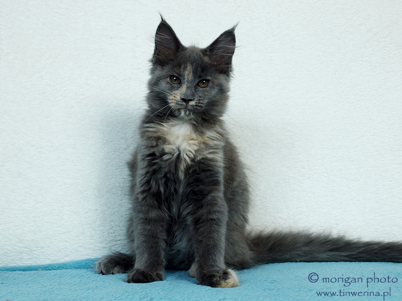 kocięta maine coon