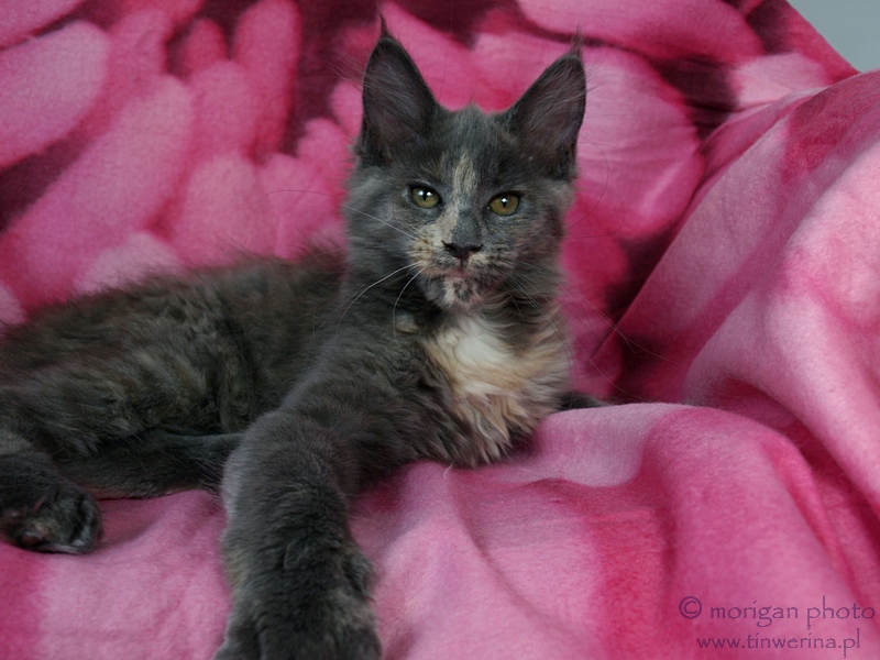kocięta maine coon