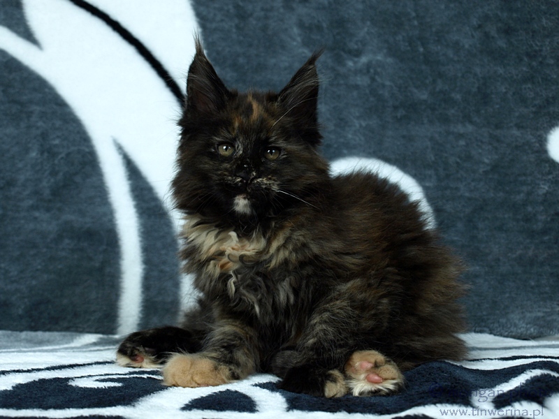 kocięta maine coon