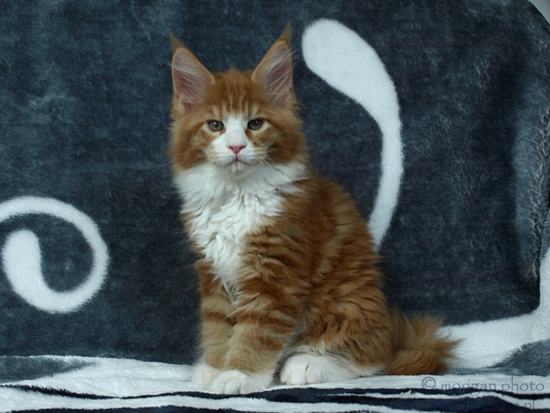 kocięta maine coon