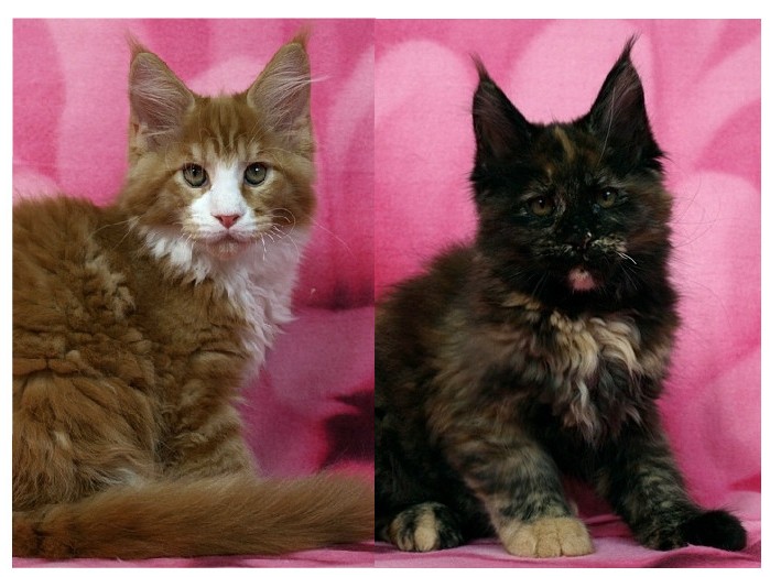 kocięta maine coon