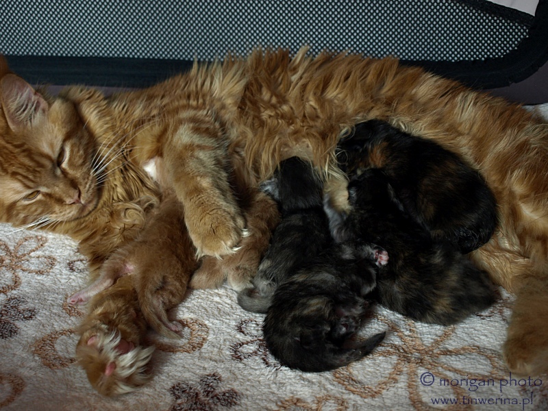 kocięta maine coon