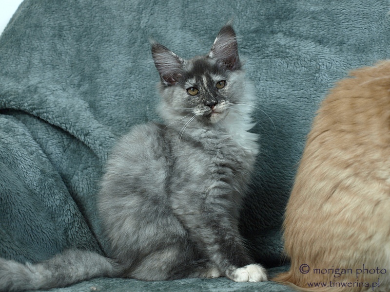 kocięta maine coon