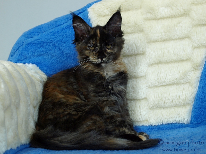 kocięta maine coon